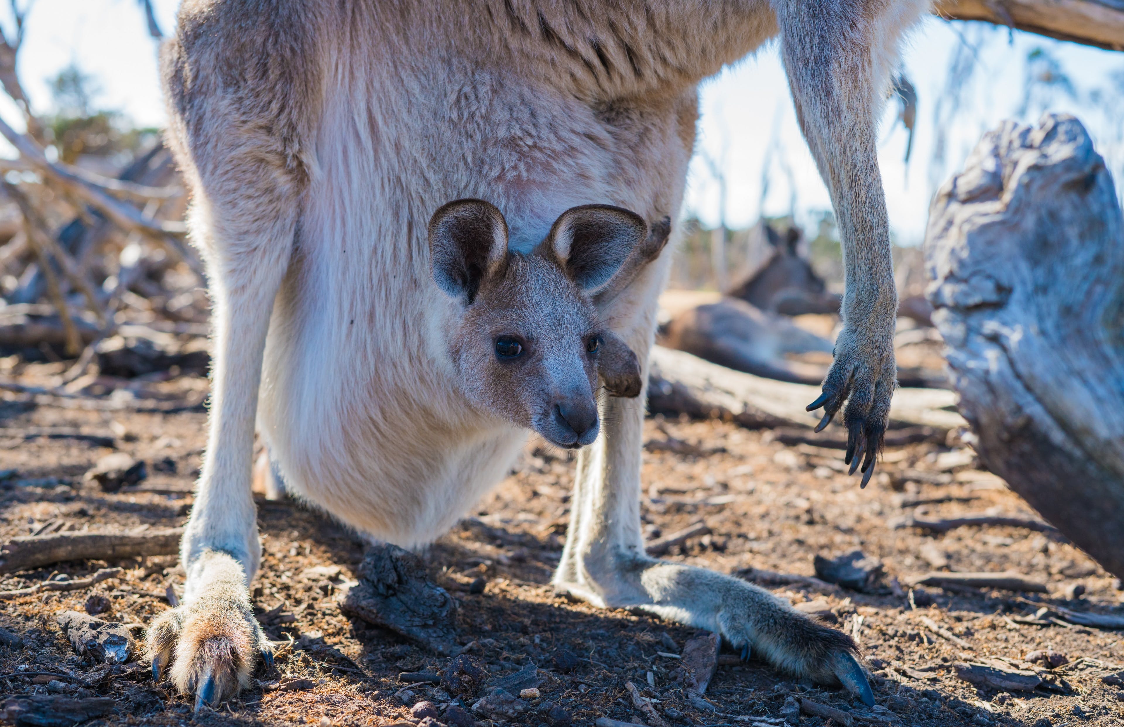 Wallaby des rochers